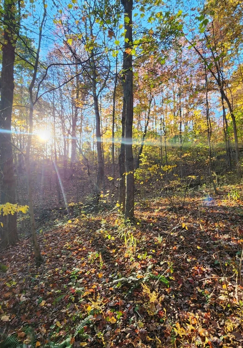 woods woods