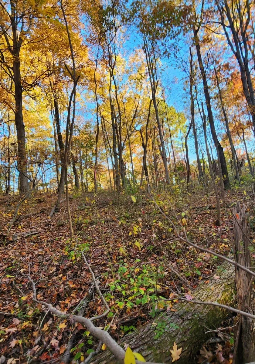 woods2 woods2